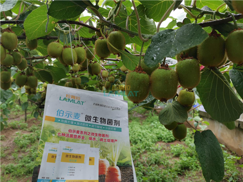 生根劑，翠姆，拉姆拉