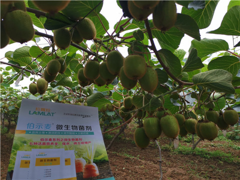 水溶肥，伯示麥，拉姆拉