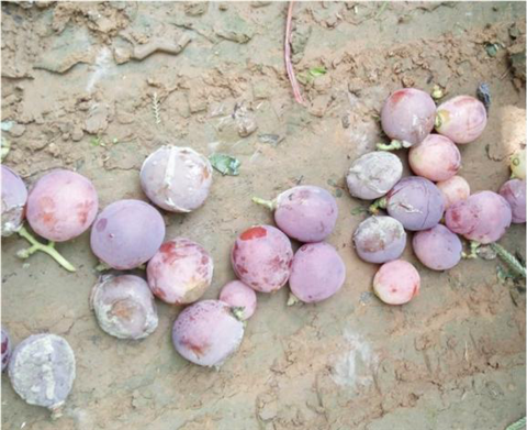 水溶肥，翠姆，拉姆拉