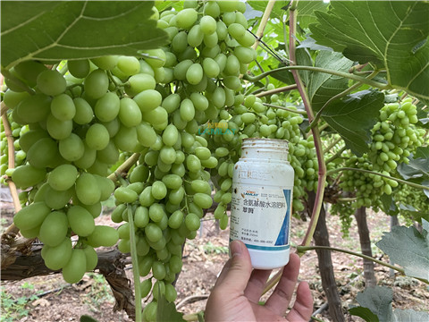 水溶肥，翠姆，拉姆拉