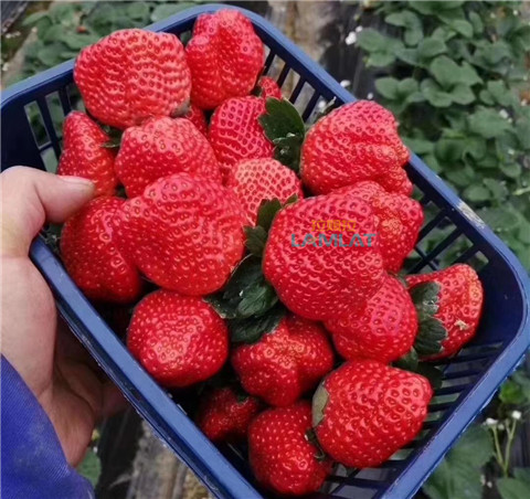 鈣肥，翠姆，拉姆拉