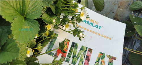 鈣肥，翠姆，拉姆拉