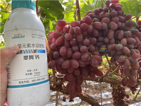 鈣肥，翠姆，拉姆拉