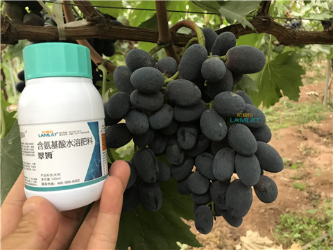 鈣肥，翠姆，拉姆拉