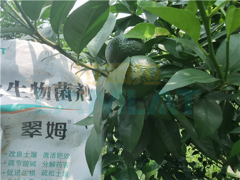 微生物菌劑，翠姆，拉姆拉