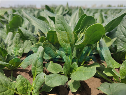 水溶肥，翠姆，拉姆拉