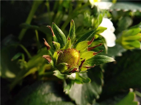 鈣肥，翠姆，拉姆拉