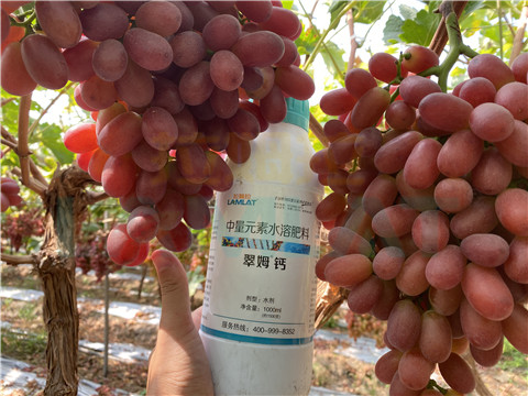 鈣肥，拉姆拉，翠姆