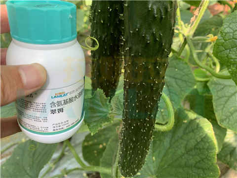 水溶肥，拉姆拉，翠姆