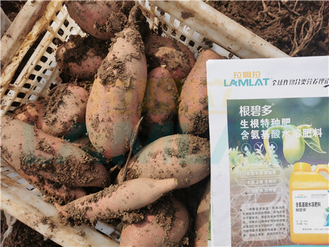 水溶肥，拉姆拉，翠姆