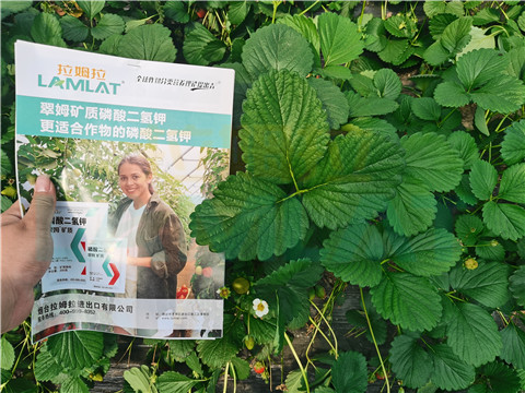 l磷酸二氫鉀，拉姆拉，翠姆