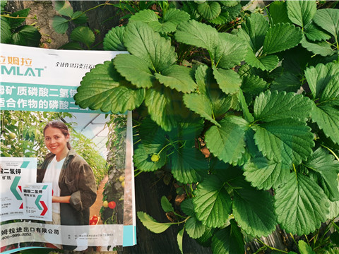 l磷酸二氫鉀，拉姆拉，翠姆