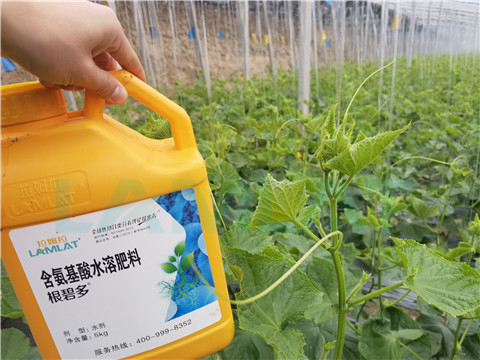 生根劑，拉姆拉，翠姆