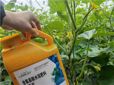 生根劑，拉姆拉，翠姆