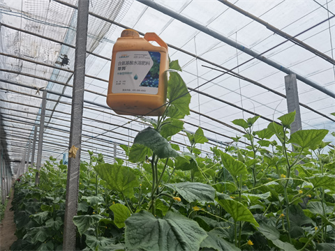 水溶肥，翠姆，拉姆拉