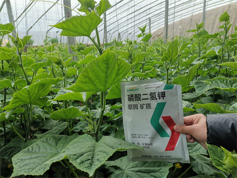 水溶肥，翠姆，拉姆拉