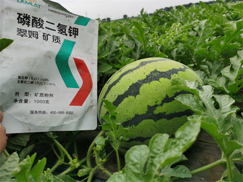 水溶肥，翠姆，拉姆拉