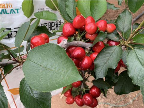 水溶肥,翠姆,櫻桃管理技術(shù) 水溶肥,翠姆,櫻桃管理技術(shù)