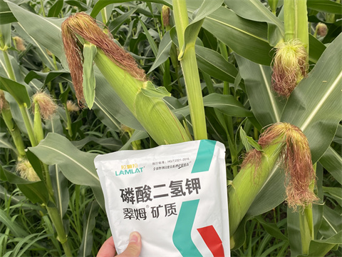 水溶肥廠家,翠姆,玉米 水溶肥廠家,翠姆,玉米