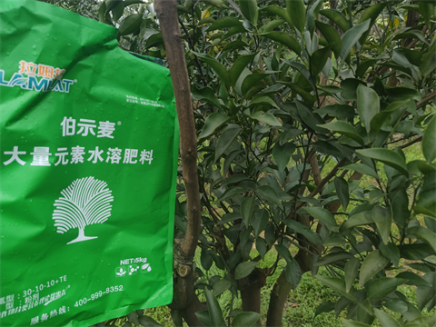 水溶肥,伯示麥,愛媛種植 水溶肥,伯示麥,愛媛種植