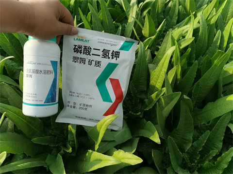 水溶肥廠家,翠姆,油麥菜水溶肥 水溶肥廠家,翠姆,油麥菜水溶肥