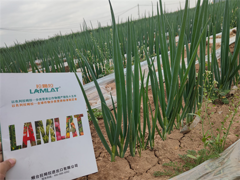 水溶肥廠家,翠姆,大蔥種植 水溶肥廠家,翠姆,大蔥種植