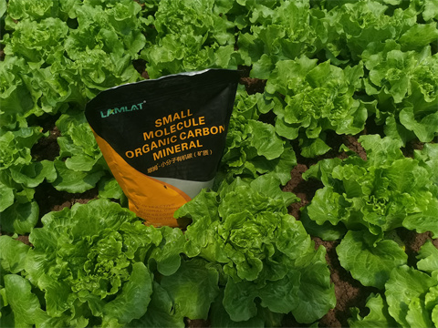 水溶肥廠家,翠姆,生菜種植 水溶肥廠家,翠姆,生菜種植