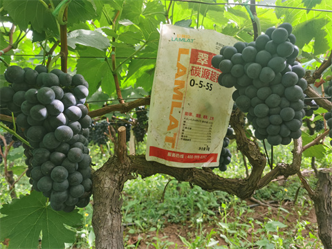 水溶肥價格,翠姆,葡萄水溶肥 水溶肥價格,翠姆,葡萄水溶肥