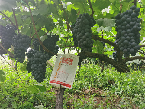 水溶肥價格,翠姆,葡萄水溶肥 水溶肥價格,翠姆,葡萄水溶肥