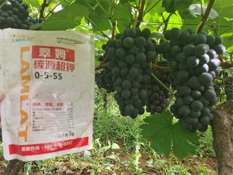 水溶肥批發(fā),翠姆,葡萄種植 水溶肥批發(fā),翠姆,葡萄種植