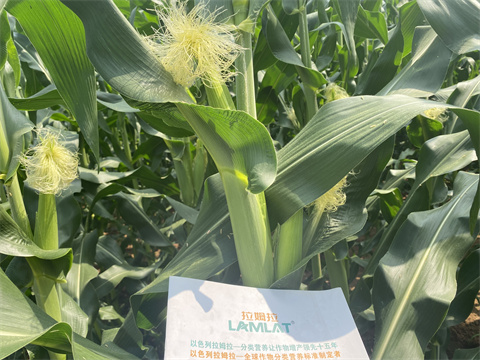 磷酸二氫鉀,翠姆,玉米葉面肥 磷酸二氫鉀,翠姆,玉米葉面肥