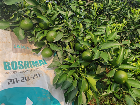 水溶肥,伯示麥,柑橘種植 水溶肥,伯示麥,柑橘種植