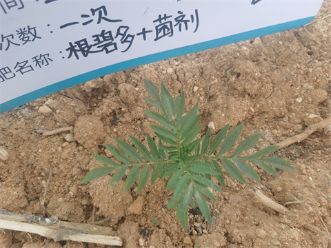 水溶肥,翠姆,萬(wàn)壽菊種植 水溶肥,翠姆,萬(wàn)壽菊種植