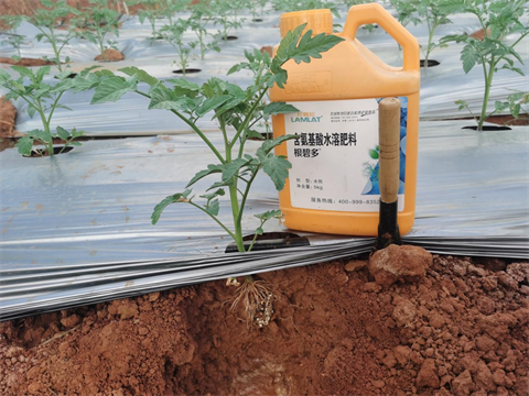 水溶肥,翠姆,西紅柿種植 水溶肥,翠姆,西紅柿種植