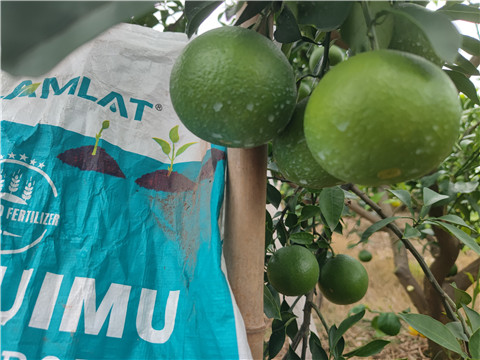 顆粒水溶肥,翠姆,拉姆拉 顆粒水溶肥,翠姆,拉姆拉