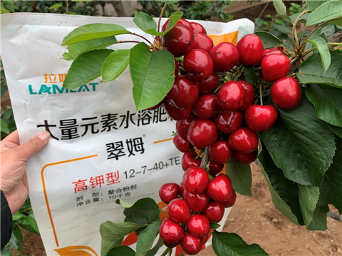 水溶肥,翠姆,櫻桃水溶肥 水溶肥,翠姆,櫻桃水溶肥