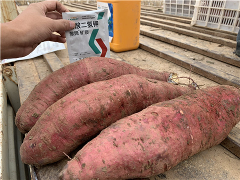 水溶肥,翠姆,紅薯水溶肥 水溶肥,翠姆,紅薯水溶肥