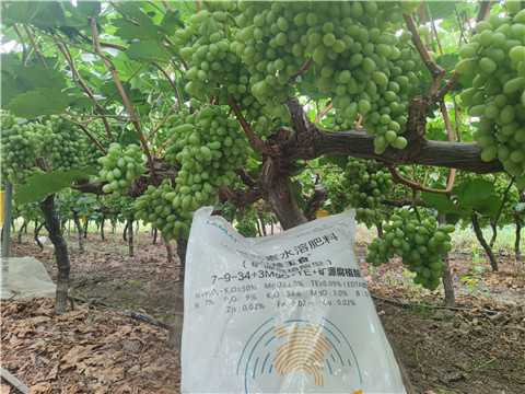 水溶肥,拉姆拉,葡萄水溶肥 水溶肥,拉姆拉,葡萄水溶肥