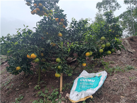 水溶肥,翠姆,柑橘種植 水溶肥,翠姆,柑橘種植