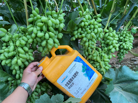 水溶肥,翠姆,葡萄種植 水溶肥,翠姆,葡萄種植