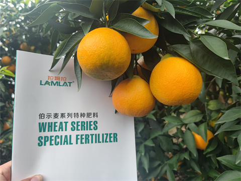 水溶肥,伯示麥,柑橘種植 水溶肥,伯示麥,柑橘種植