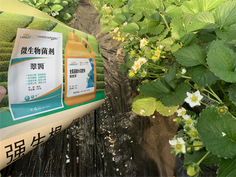 水溶肥價(jià)格，翠姆，草莓水溶肥