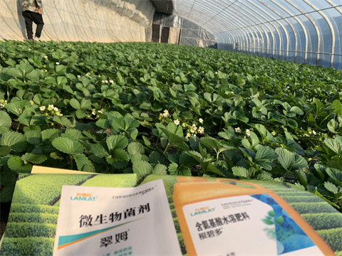 水溶肥價(jià)格，翠姆，草莓水溶肥