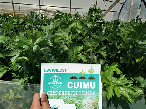 水溶肥,翠姆,芹菜種植 水溶肥,翠姆,芹菜種植