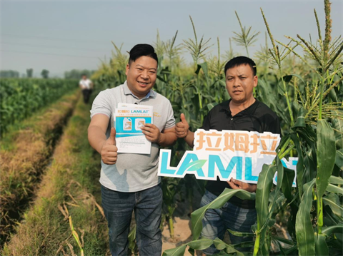 水溶肥方案,翠姆,拉姆拉 水溶肥方案,翠姆,拉姆拉