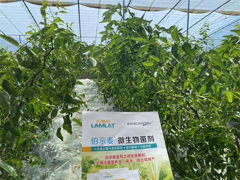 水溶肥,拉姆拉,冬棗管理技術(shù) 水溶肥,拉姆拉,冬棗管理技術(shù)