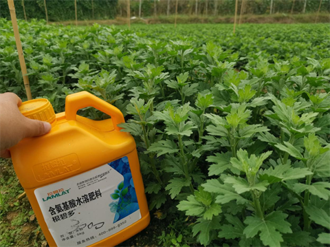 菊花種植,水溶肥廠家，翠姆